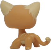 No # Shorthair Cat